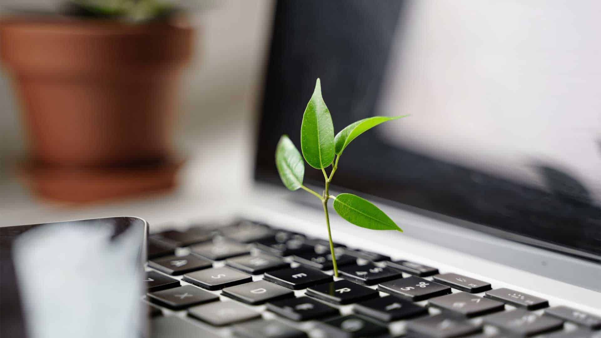 Plante verte poussant entre les touches d’un clavier d’ordinateur, symbole de nature et technologie
